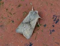 Attēlu rezultāti vaicājumam “Orthosia opima”