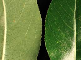 Attēlu rezultāti vaicājumam “Salix pentandra leaf”