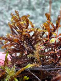 Attēlu rezultāti vaicājumam “Scorpidium revolvens”