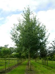 Attēlu rezultāti vaicājumam “Populus tremula”