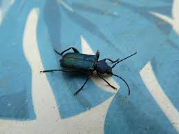 Attēlu rezultāti vaicājumam “Callidium violaceum”