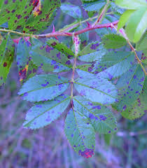 Attēlu rezultāti vaicājumam “Rosa subcanina leaf”
