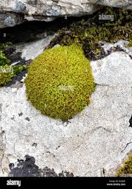 Attēlu rezultāti vaicājumam “Tortella inclinata”