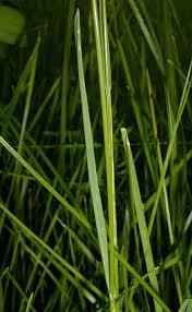 Attēlu rezultāti vaicājumam “Poa pratensis fruit”