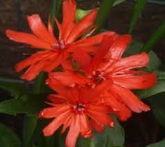 Attēlu rezultāti vaicājumam “Silene x arkwrightii Vesuvius”