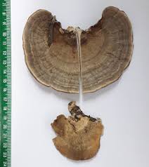 Attēlu rezultāti vaicājumam “Trametes”