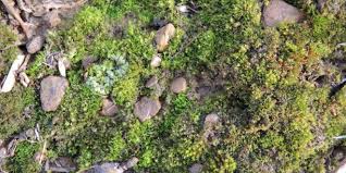 Attēlu rezultāti vaicājumam “Dicranella staphylina”