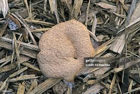 Attēlu rezultāti vaicājumam “Fuligo candida spores”