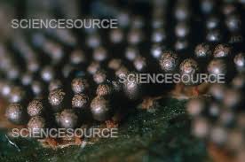 Attēlu rezultāti vaicājumam “Lindbladia tubulina”