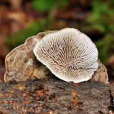 Attēlu rezultāti vaicājumam “Lenzites betulina”