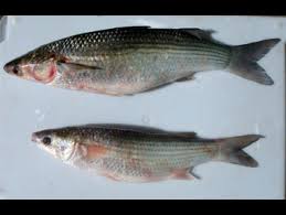 Image result for Liza ramada