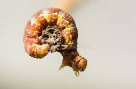 Attēlu rezultāti vaicājumam “Erannis defoliaria larva”