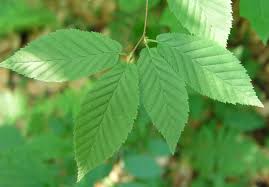 Attēlu rezultāti vaicājumam “Betula alleghaniensis leaf”