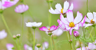 「藤原幸鷹 遙かなる時空の中で2」の画像検索結果