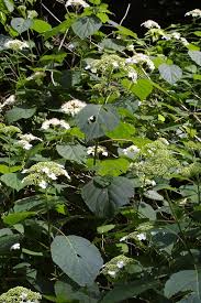 Attēlu rezultāti vaicājumam “Hydrangea arborescens subsp. discolor”