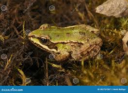 Attēlu rezultāti vaicājumam “Pelophylax juvenile”