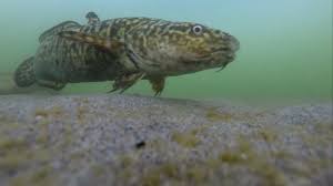 Image result for Lota lota