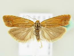 Attēlu rezultāti vaicājumam “Lathronympha strigana”