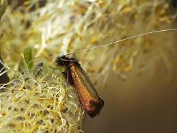 Attēlu rezultāti vaicājumam “Adela cuprella”