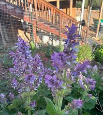 Image result for Salvia sclarea