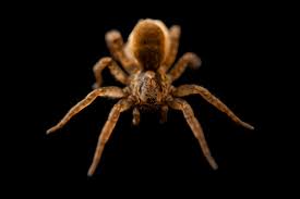 Attēlu rezultāti vaicājumam “Lycosidae”