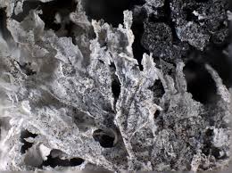 Attēlu rezultāti vaicājumam “Didymium spongiosum”