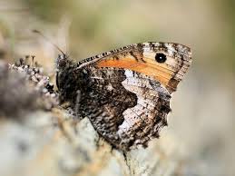 Attēlu rezultāti vaicājumam “Hipparchia semele”