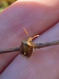 Attēlu rezultāti vaicājumam “Cytilus sericeus”