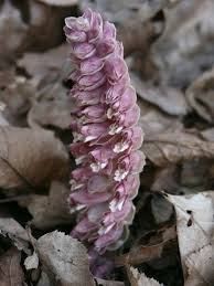 Attēlu rezultāti vaicājumam “Lathraea squamaria”