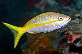 Image result for Ocyurus chrysurus