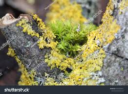 Attēlu rezultāti vaicājumam “Orthotrichum speciosum”