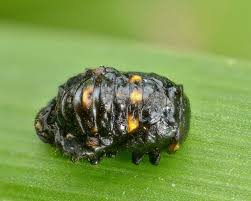 Attēlu rezultāti vaicājumam “Hippodamia tredecimpunctata”