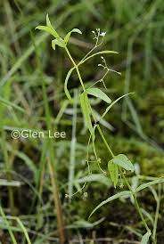 Attēlu rezultāti vaicājumam “Veronica scutellata fruit”
