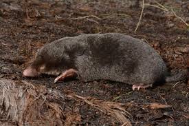 Attēlu rezultāti vaicājumam “Talpa europaea”