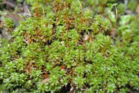 Attēlu rezultāti vaicājumam “Heterotrichia oerstedii (syn. Arcyria oerstedii) sessile”