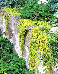Image result for Lysimachia nummularia