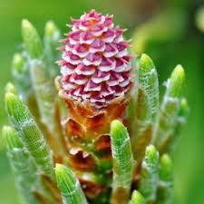 Attēlu rezultāti vaicājumam “Pinus mugo male flower”
