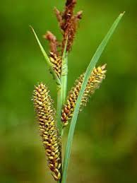 Attēlu rezultāti vaicājumam “Carex riparia”