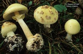 Attēlu rezultāti vaicājumam “Amanita citrina”