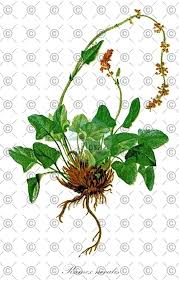 Attēlu rezultāti vaicājumam “Rumex obtusifolius fruit”