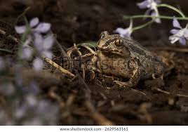 Attēlu rezultāti vaicājumam “Pelobates fuscus”