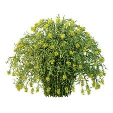 Attēlu rezultāti vaicājumam “Euphorbia palustris flower”