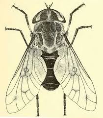 Attēlu rezultāti vaicājumam “Tabanidae”