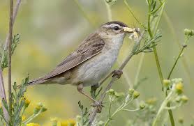Attēlu rezultāti vaicājumam “Acrocephalus schoenobaenus adult”