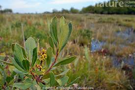 Attēlu rezultāti vaicājumam “Myrica gale fruit”