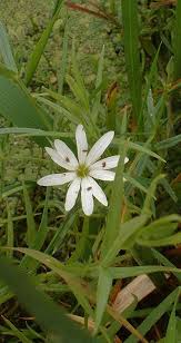 Attēlu rezultāti vaicājumam “Stellaria palustris leaf”
