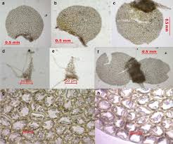 Attēlu rezultāti vaicājumam “Nardia geoscyphus”