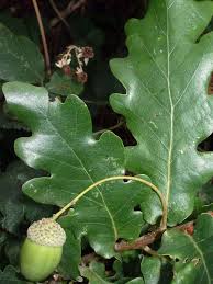 Attēlu rezultāti vaicājumam “Quercus robur”