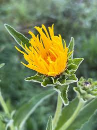 Image result for Inula helenium