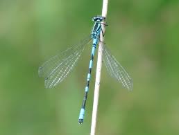 Attēlu rezultāti vaicājumam “Coenagrion hastulatum”